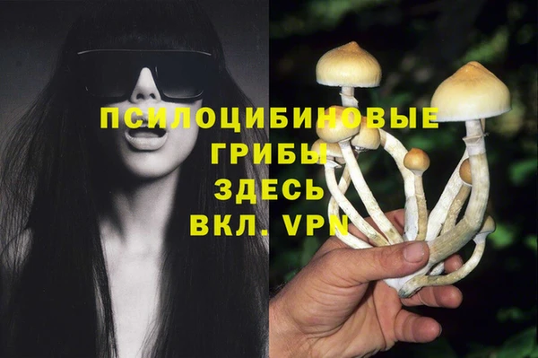 прущие грибы Баксан